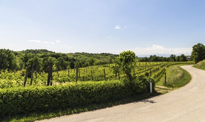 chianti, strada, colline, vigne