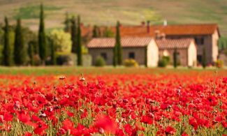 Campagna toscana con papaveri rossi