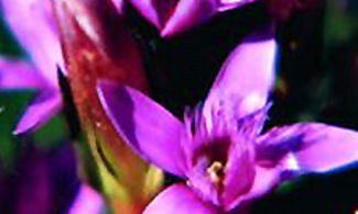 Fiori di Bach