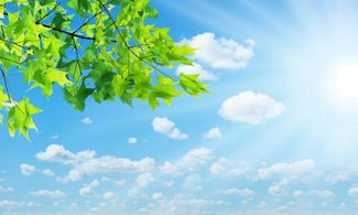 Foglie d'albero e cielo con il sole