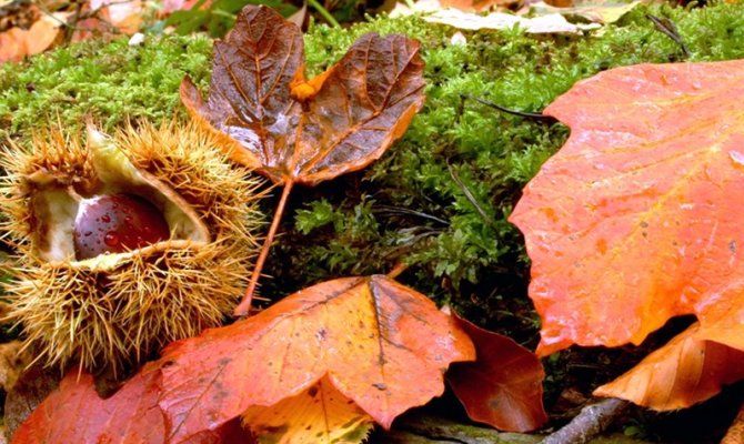 foreste casentinesi autunno foglie castagne colori pioggia