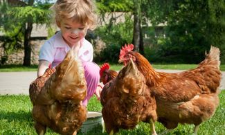 Bambina con galline