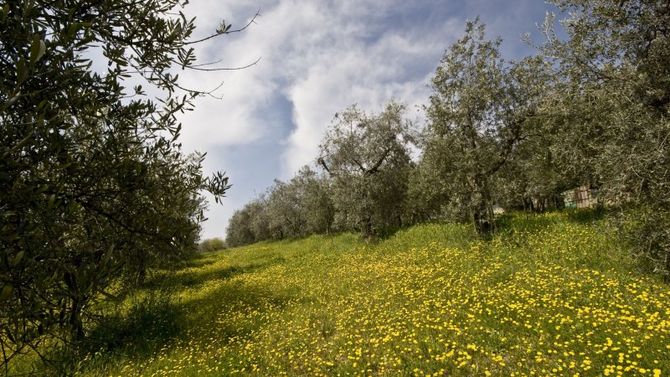 Olio Terre di Siena Dop