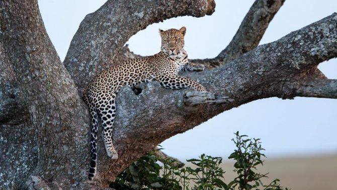 Safari in Tanzania