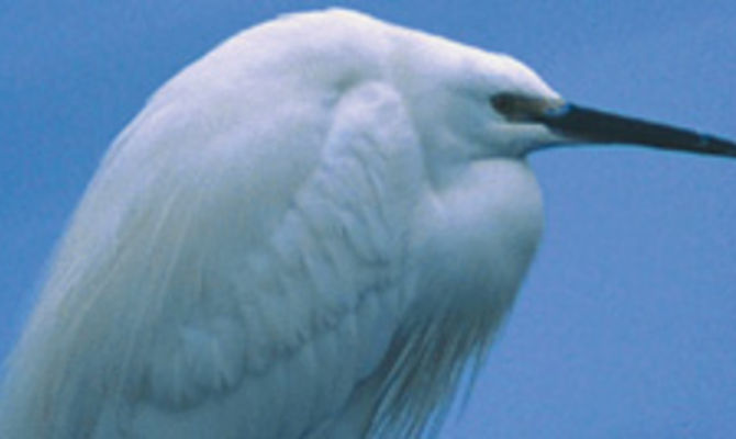 Po Delta Birdwatching