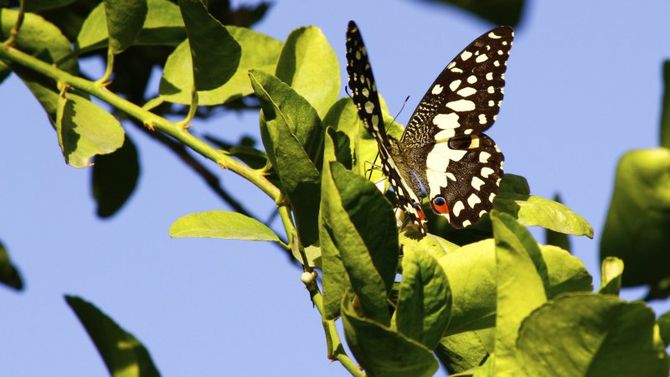 Kipepeo Butterfly Project