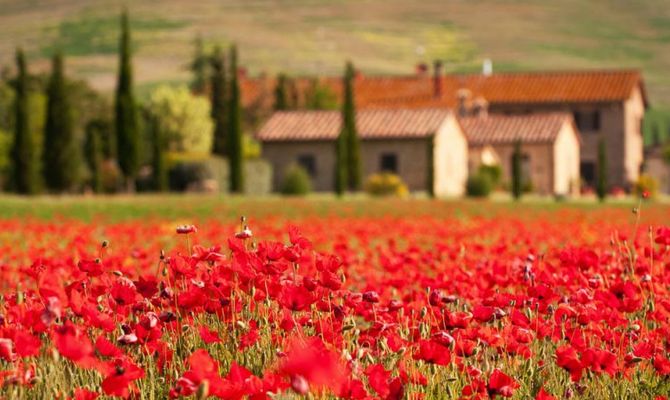 Campagna toscana con papaveri rossi