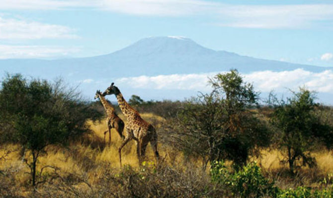 Giraffe in Tanzania