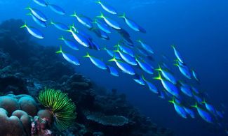 Malesia: diving dalla piattaforma petrolifera