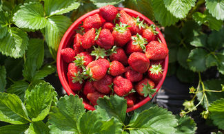 Sardegna, la Sagra della Fragola di Arborea