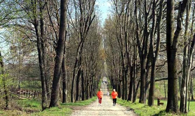 parco la mandria jogging alberi viale alberato corsa
