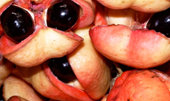 Ackee frutta esotica