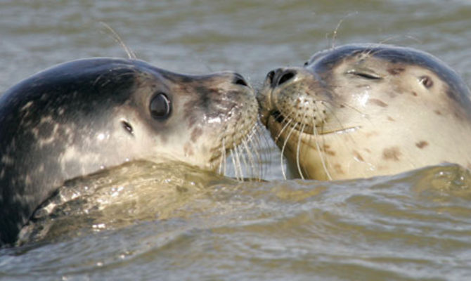 Foca
