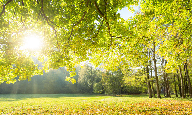 Alberi di un parco