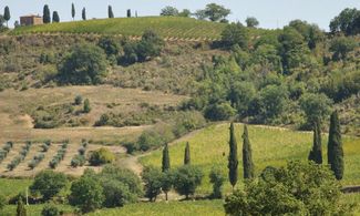 Toscana: da Siena l'olio prezioso