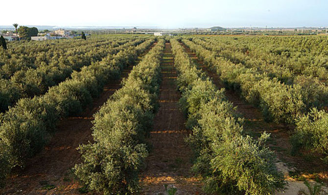 Oliveto nella Valle Trapanese