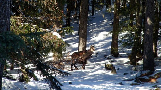 Camoscio nella neve