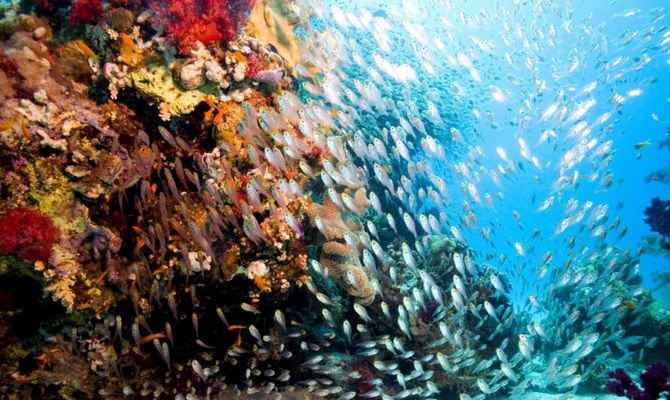 Pesci vetro e corallo