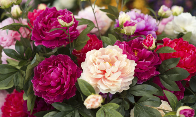 peonie