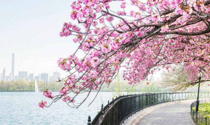 Central Park, New York