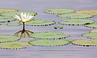 Fiore di loto sull'acqua