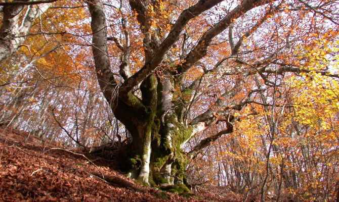 marche macerata montagna di torricchio bosco albero natura 