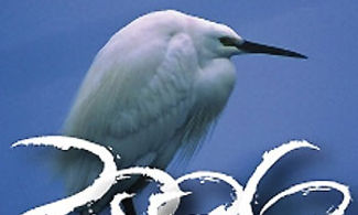 Po Delta Birdwatching