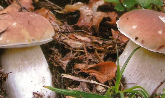 Funghi