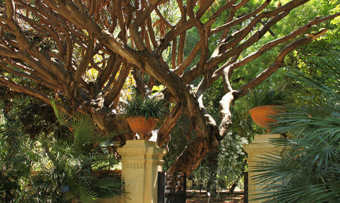 Palermo, Orto Botanico