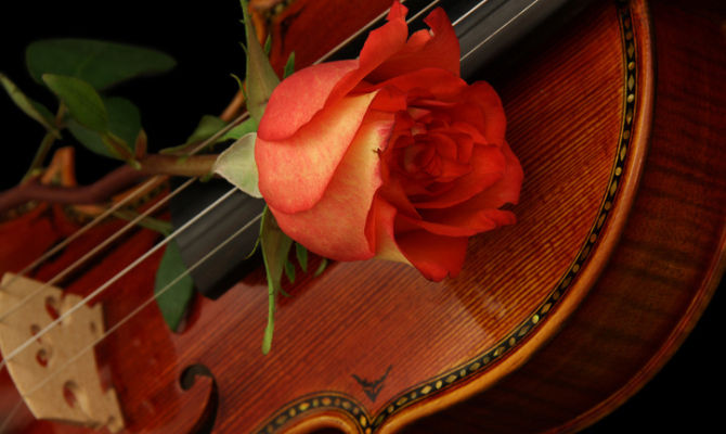 Violino con rosa