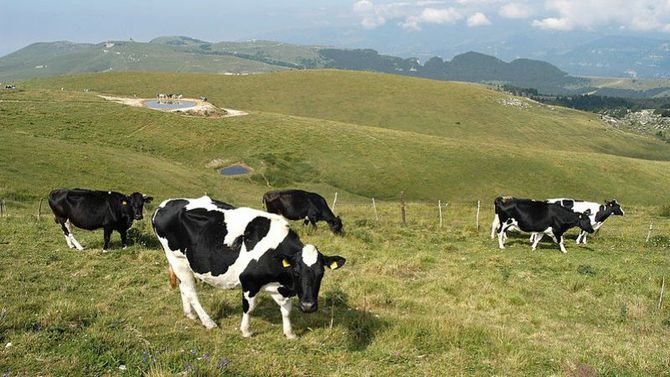 formaggio Monte Veronese Dop