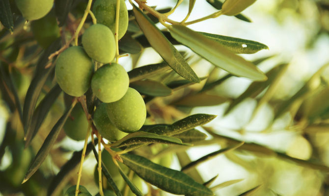 frutto dell'albero ulivo<br>