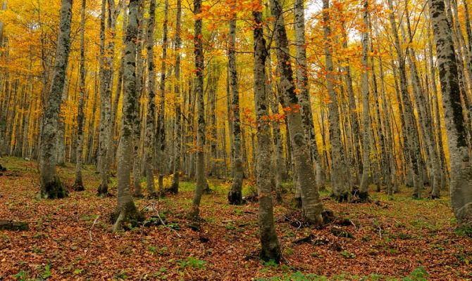 gran sasso montagna bosco autunno