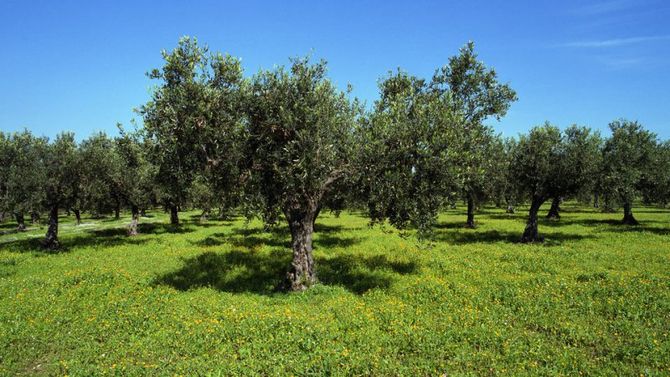 olio Calabria Lametia Dop