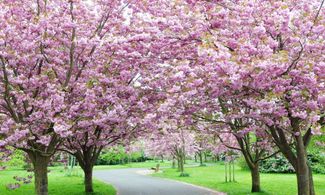 Giappone in fiore
