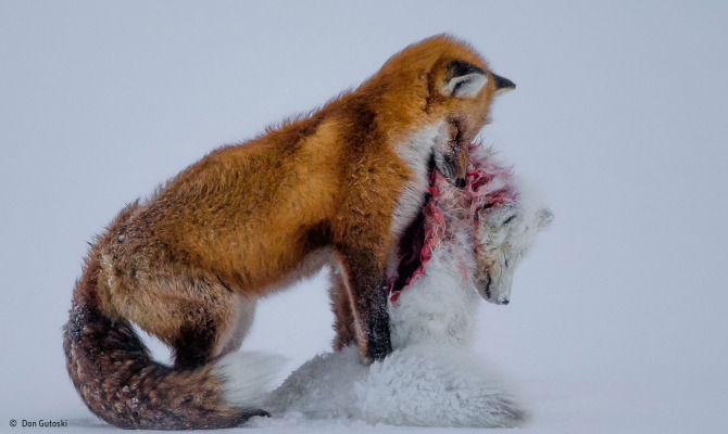 A Tale Two Fox