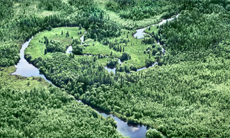 Taiga Yakutia
