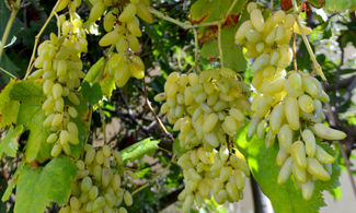 L'uva Pizzutello adorna gli orti di Tivoli