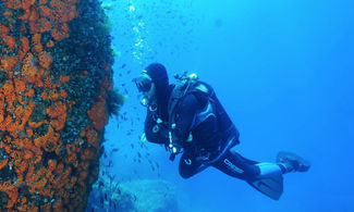Ustica, fondali blu nel paradiso delle immersioni 