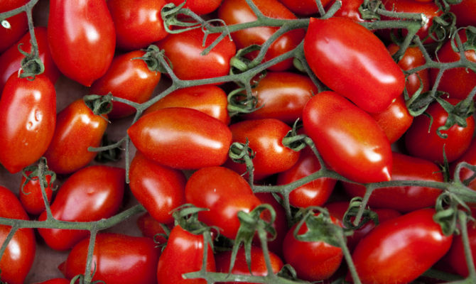 Pomodoro San Marzano