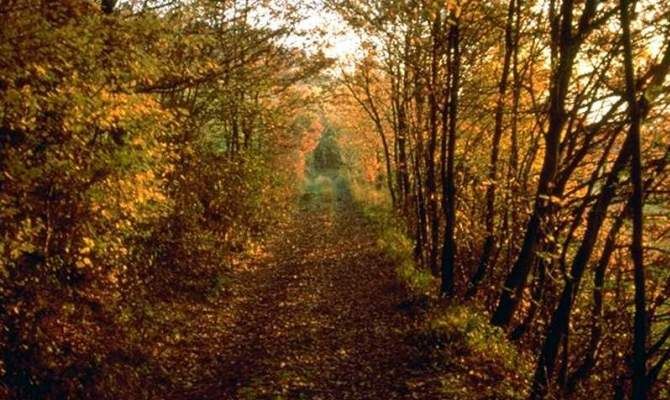 boschi di carrega emilia romagna natura bosco sentiero