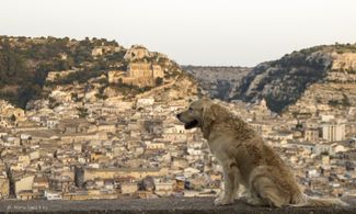 Italo, in Sicilia il cineturismo a quattro zampe