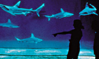 Il mondo in un Acquario