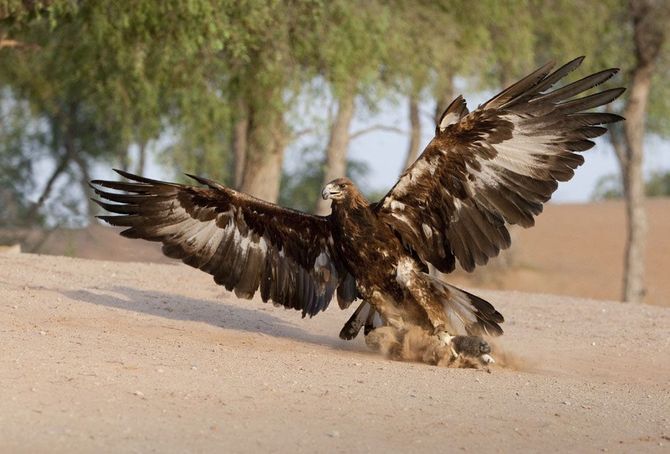 Falco show