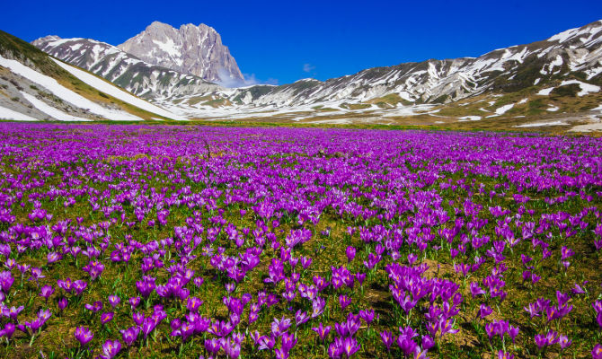 I fiori da cui si ricava lo zafferano tra Gran Sasso e Majella