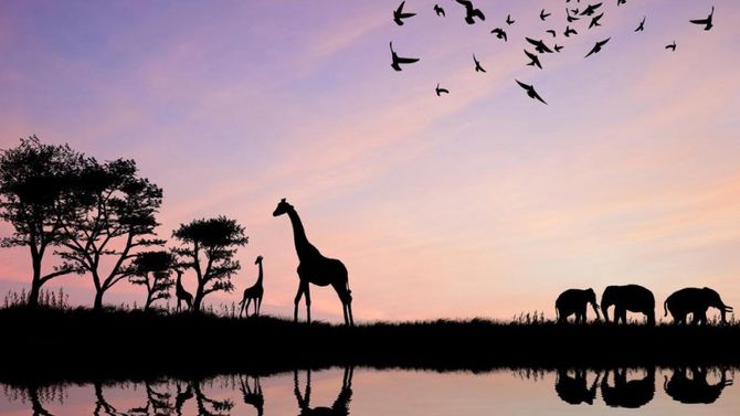 Kenya crepuscolo con giraffe