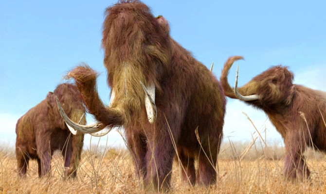 Illustrazione di mammut