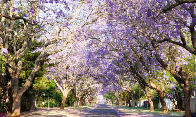 Alberi di jacaranda