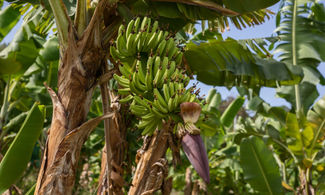 Martinica, il museo dove la banana è regina