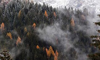 foliage dolomiti parco di paneveggio trentino bosco<br>